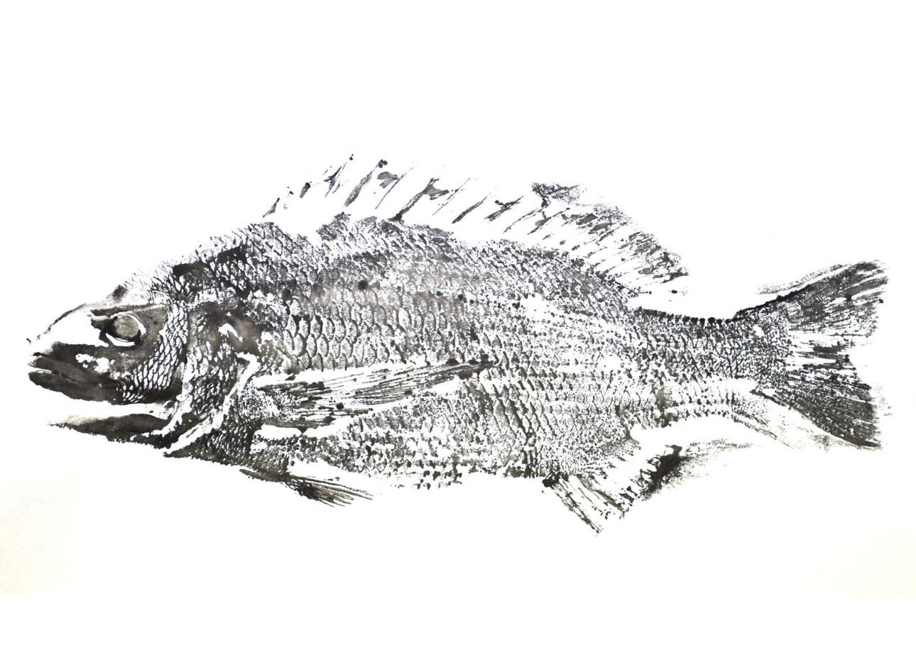 Japanese Gyotaku Fish Printing T Shirts with Jessica